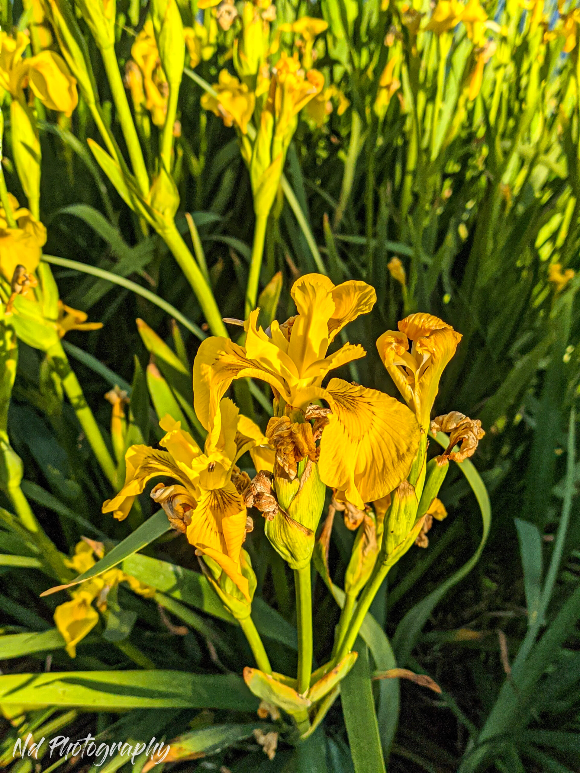 Colorful flower