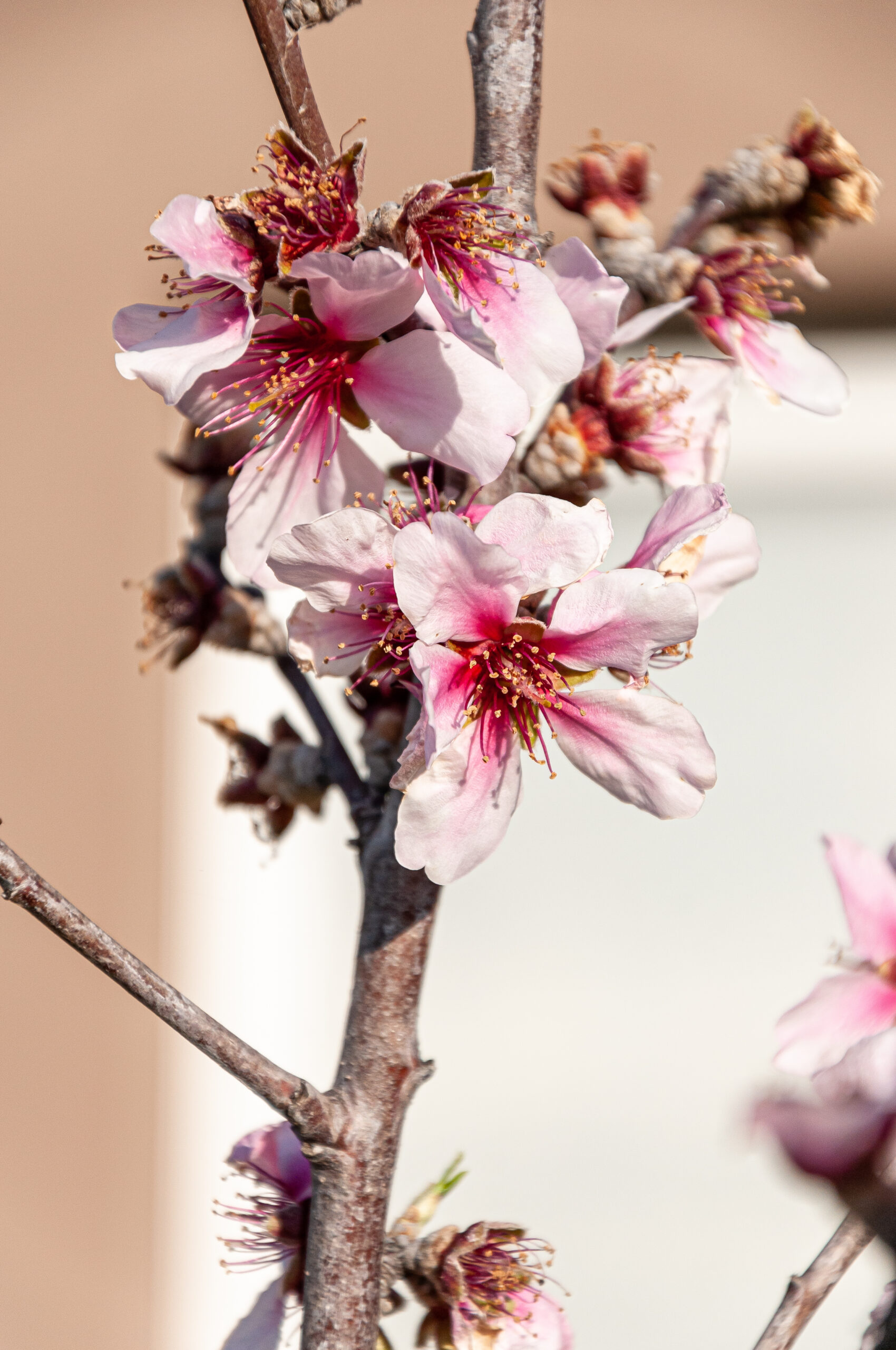 Almond blossoms