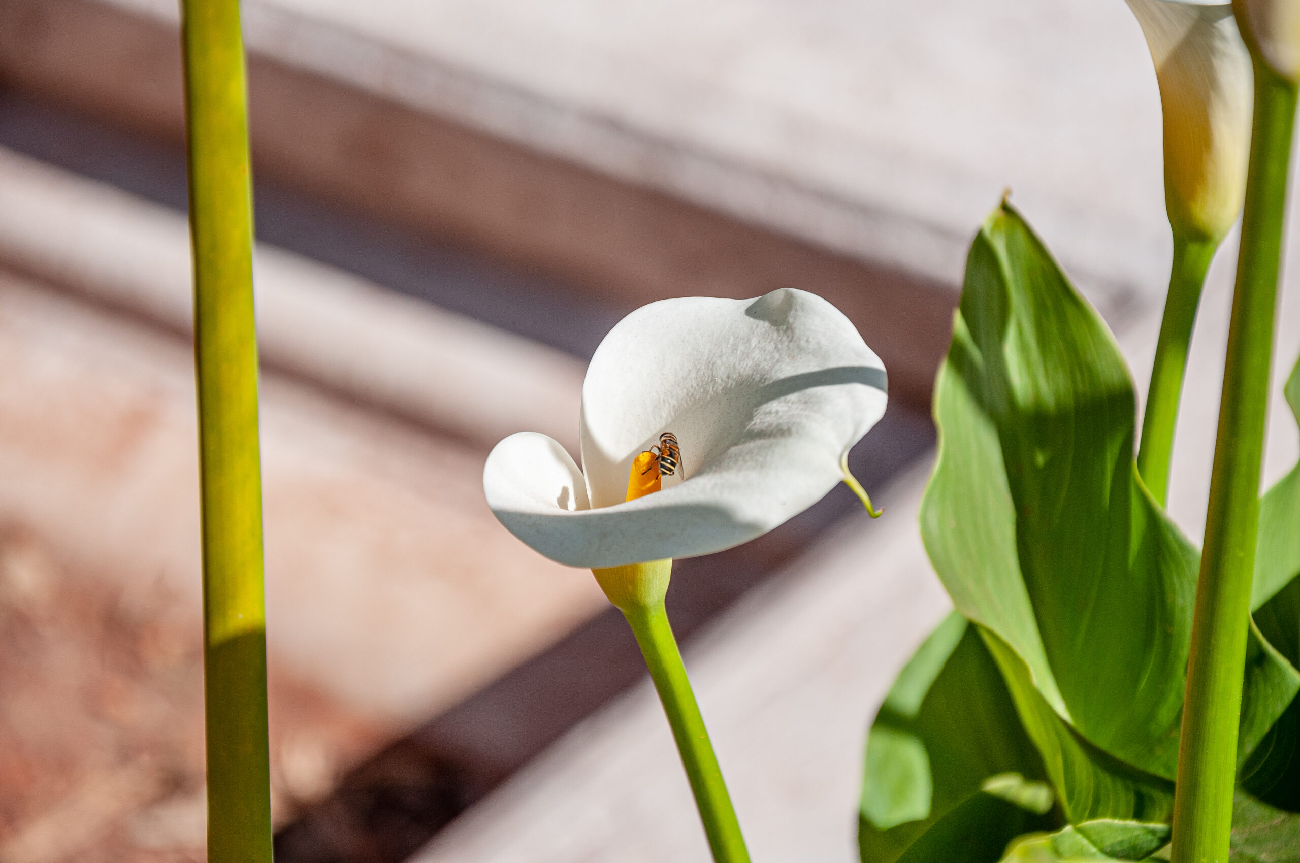 A friend in a Flower