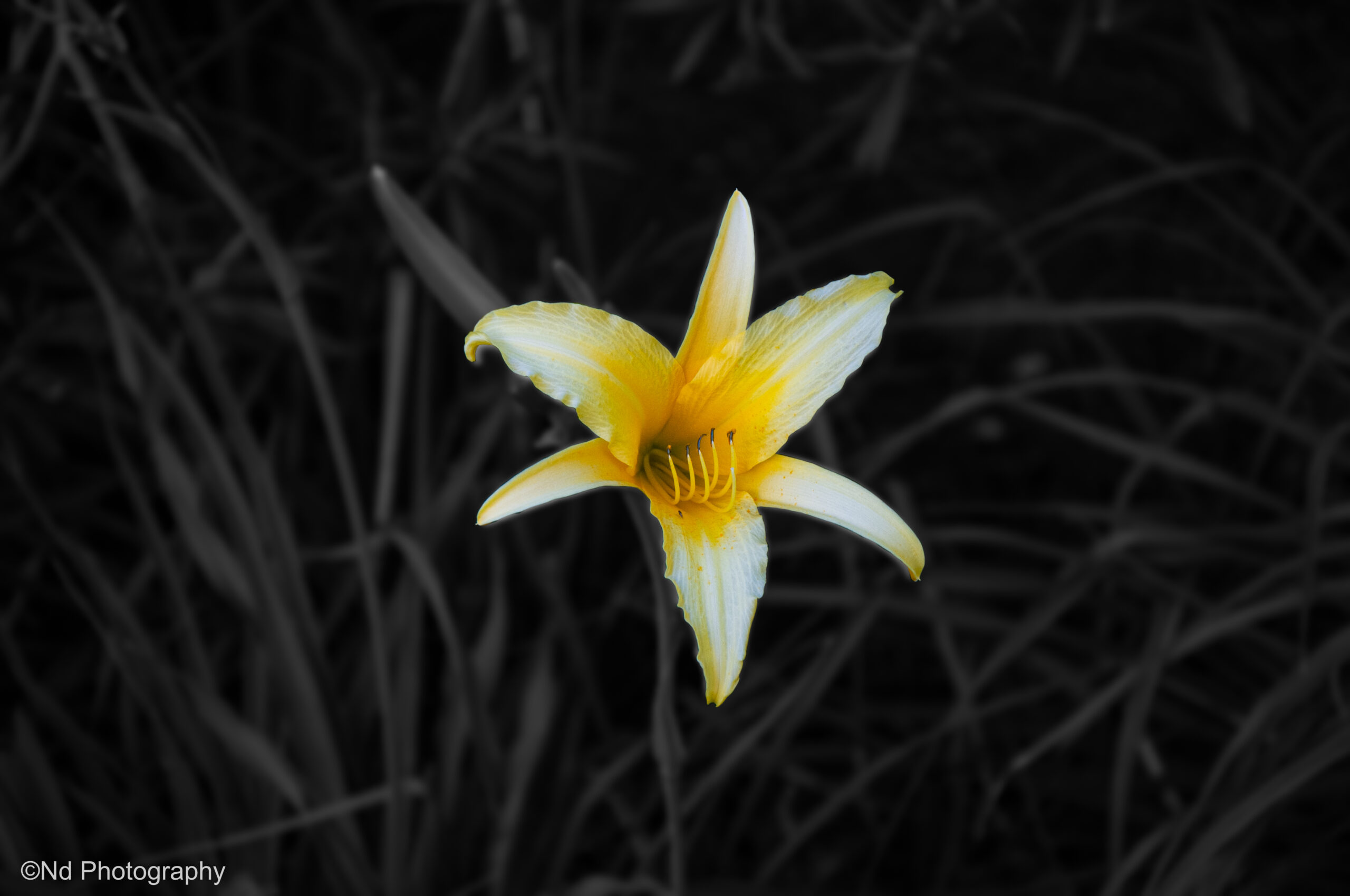 A flower on a edit