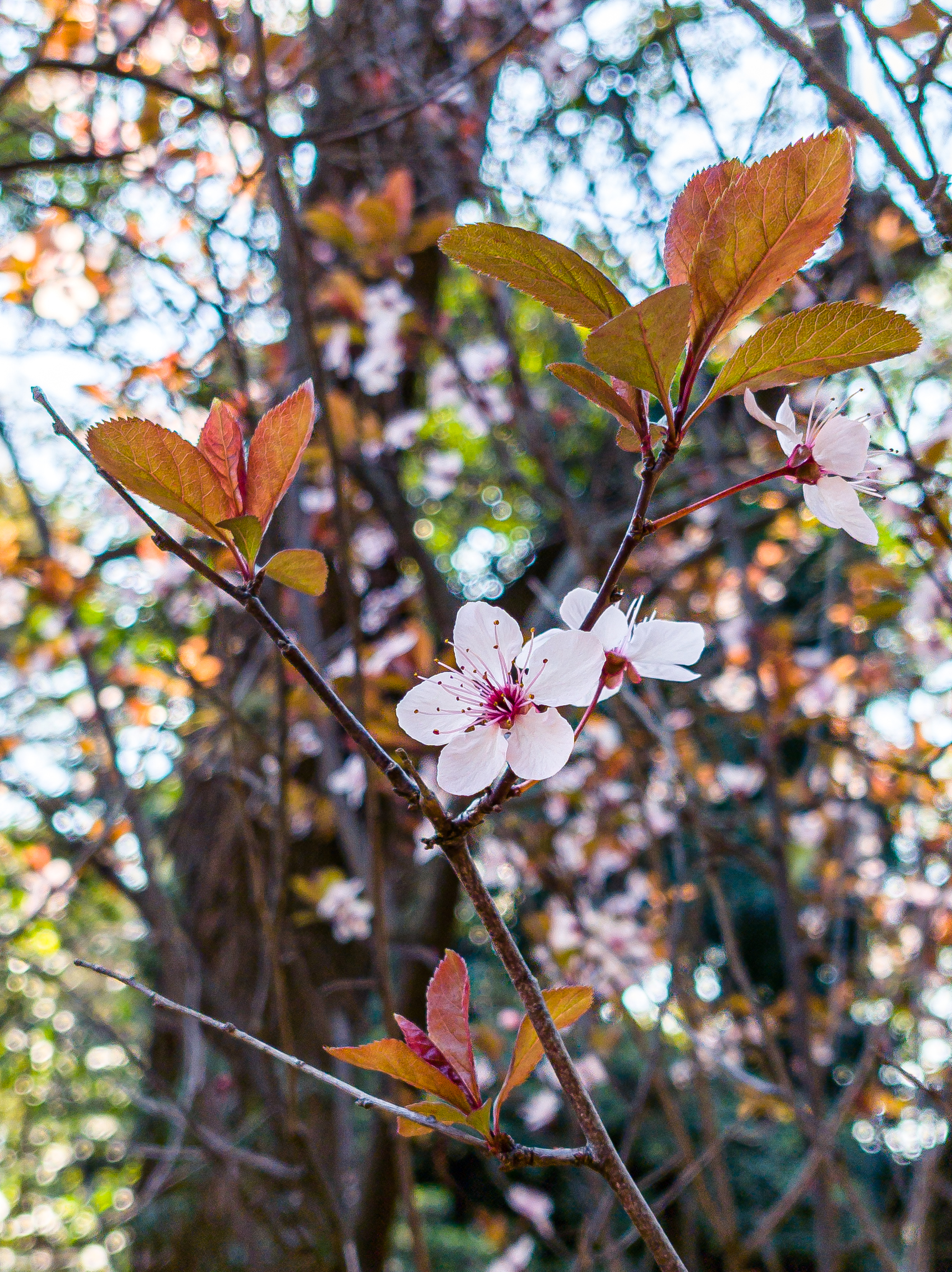 Spring Flowers